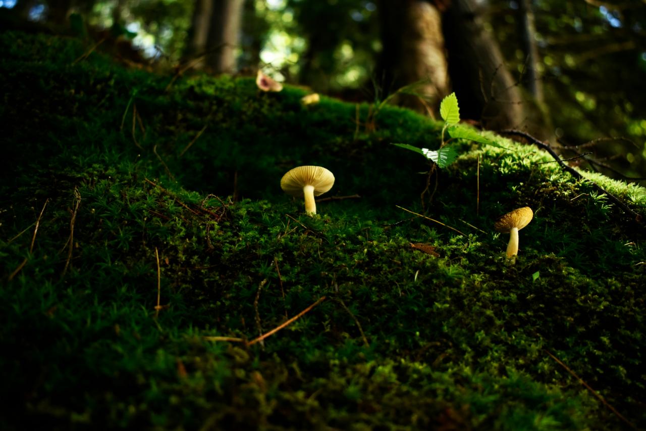 forest